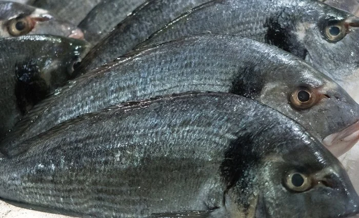 Cara Menyimpan Ikan di Kulkas Biar Tahan Lama Tanpa Ribet